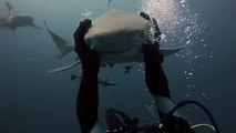 Jaws-Dropping Moment Brave Diver Play With Shark
