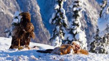 Golden eagle fight - Planet Earth II  Mountains Preview - BBC One