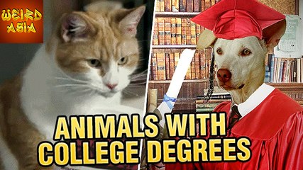 5 Animals With College DEGREES | Weird Asia