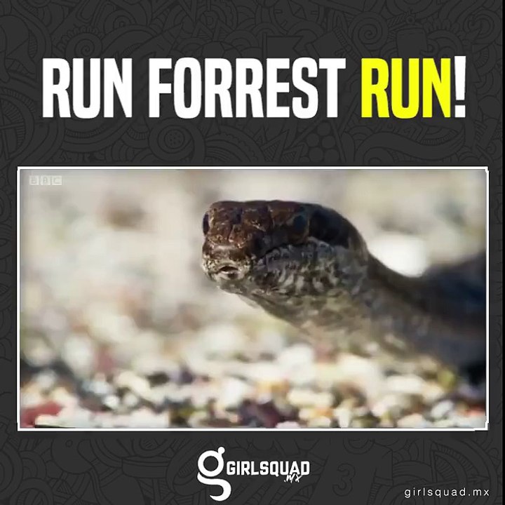 corre amigo corre
