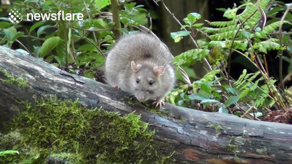 Giant rat chasing a squirrel