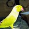 Indian Ringneck Parrot Talking