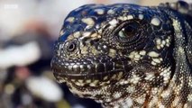 Un bébé iguane chassé par une centaine de serpents