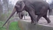 funny elephant making scream face in a ZOO