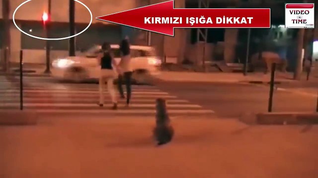 Внимание на собаку))