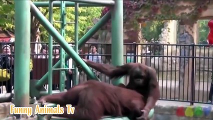 Le monde des Singes hhhhhh