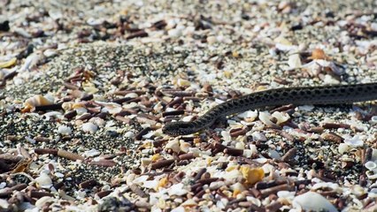 Une course-poursuite haletante entre un iguane cherchant à vivre et des serpents affamés