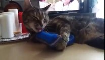 Drôle chat essaye de se brosser