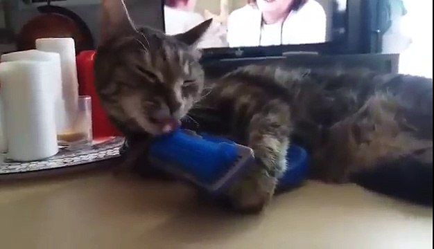 Drôle chat essaye de se brosser