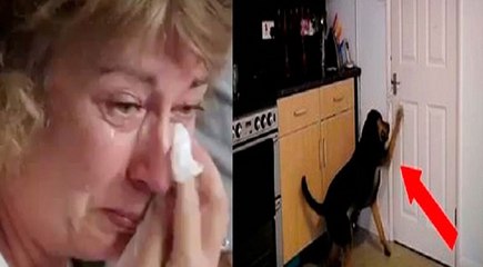 Ela queria saber o que o seu cão fazia quando ficava sozinho… Mas o que descobriu… Chocante!