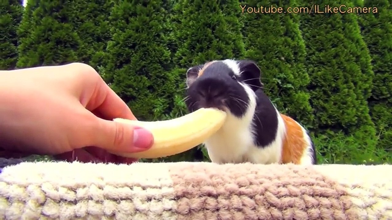 Cute Guinea Pig vs Banana