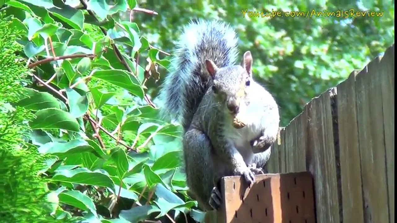 Cute Squirrel Eating Nuts