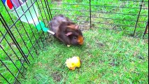 Funny Guinea Pigs Living  Walking, Eating, Squeaking Noises, Fighting, Attacking, Mating Dance