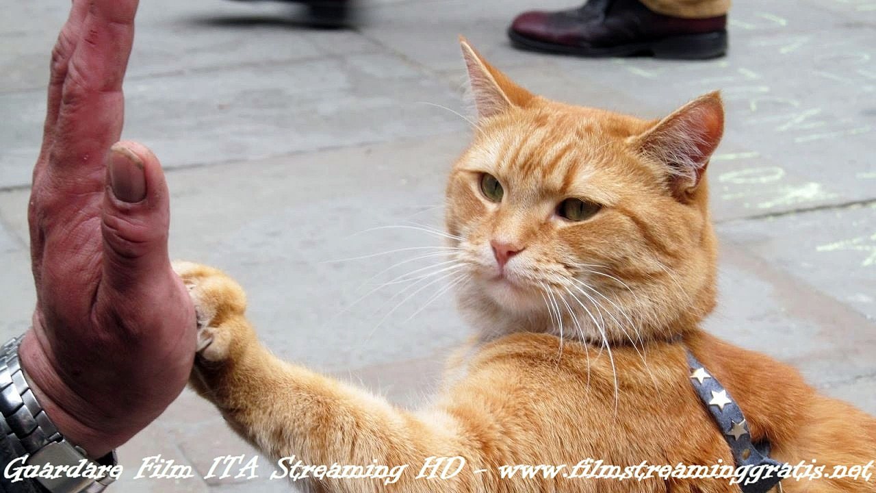 A spasso con Bobo guardare film streaming italiano [HD]