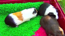 Guinea Pig Mating Attack with Loud Noises