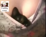 Comfortable Cat Protects Woman funny cat funny cats videos FUNNY ANIMAL   YouTube