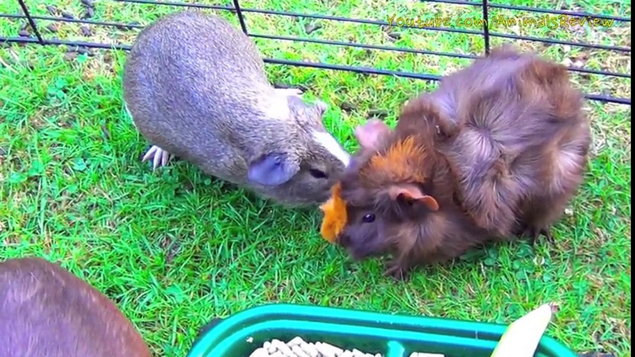 Guinea Pigs Fighting For Cucumber