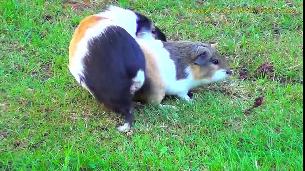 Guinea Pigs Make Circles