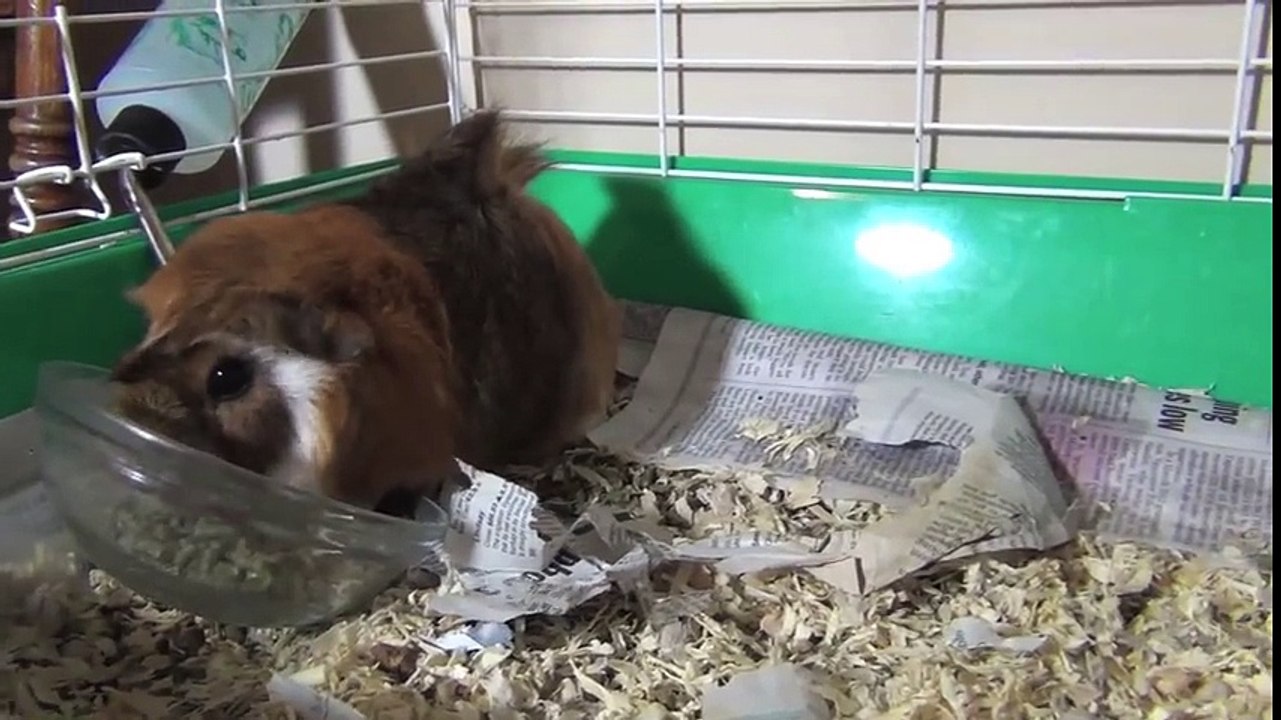 Guinea Pigs Mating Dance, Squeaking Loudly, Attacking, Fighting