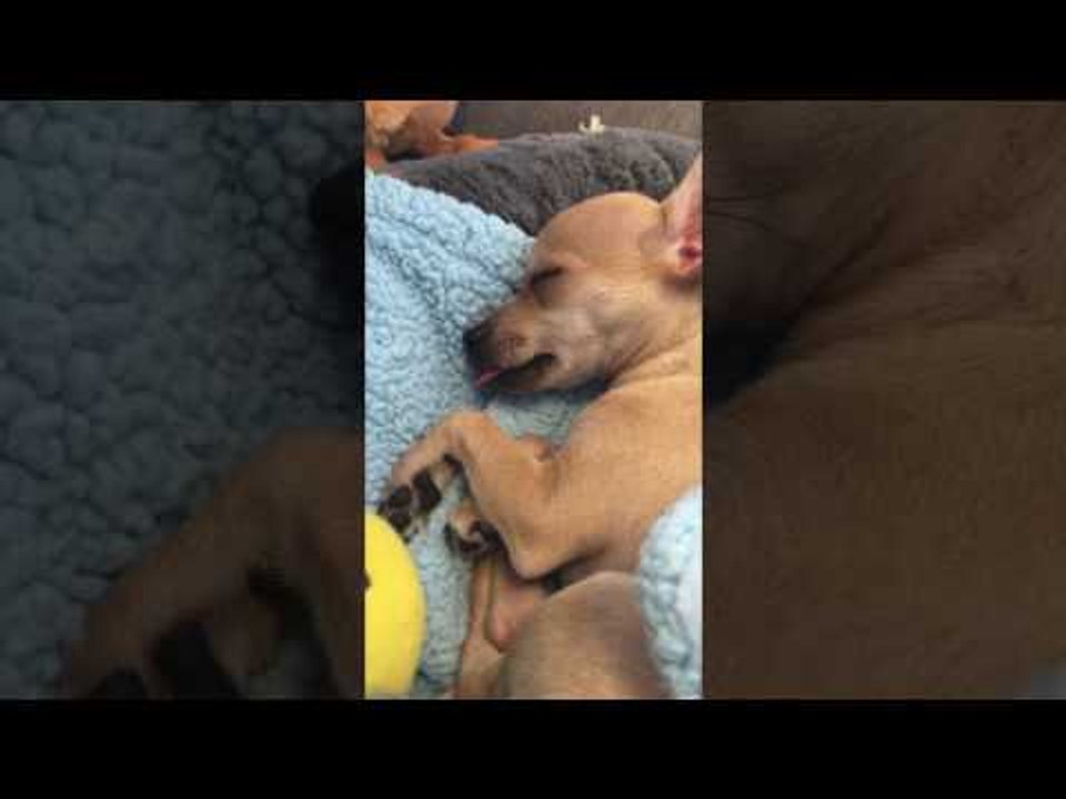 Sleeping Chihuahua Dreams of Food and Nibbles in His Sleep