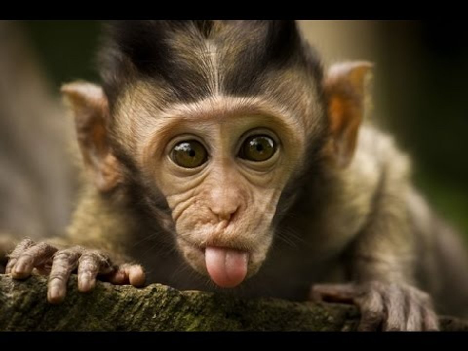 Shy Monkey Can't Take the Attention