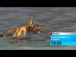 24 MART KUSLAR CAKALLAR VE DIGERLERI B