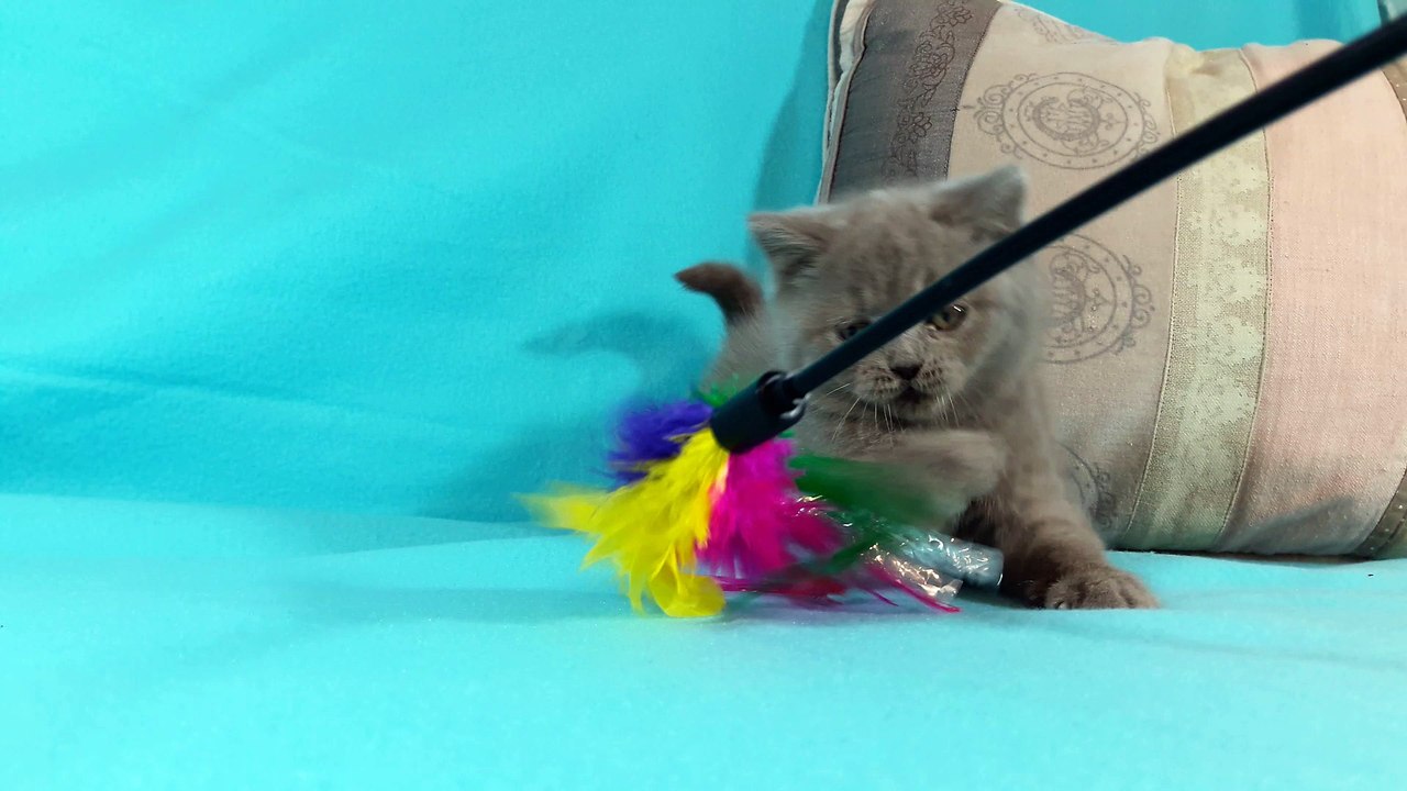 Femelle british shorthair lilas © Elevage Summer Love