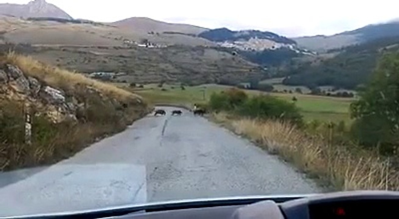 Riuscite a contare i cinghiali?