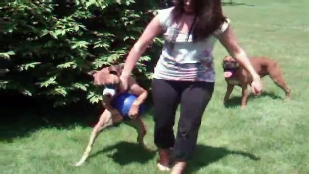 La maîtresse confisque la balle du chien, mais ce que ce dernier fait vous fera mourir de rire !