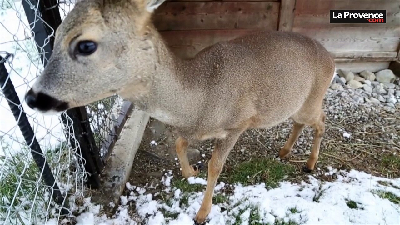 Le petit Bambi va être arraché à sa famille d'accueil