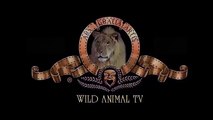 León vs buffalo, Tigre vs jabalí, Gnu, Elefante vs rinoceronte | Real de la Lucha de los Animales Ataque HD 201