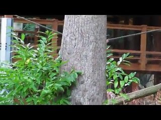 Orangutan 'dressed up for party' escapes the rain at Rostock Zoo
