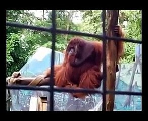 Human Ancestor Nenek Moyang Manusia Orangutan Gorila Lucu Imut Menakutkan Besar Big Raksasa