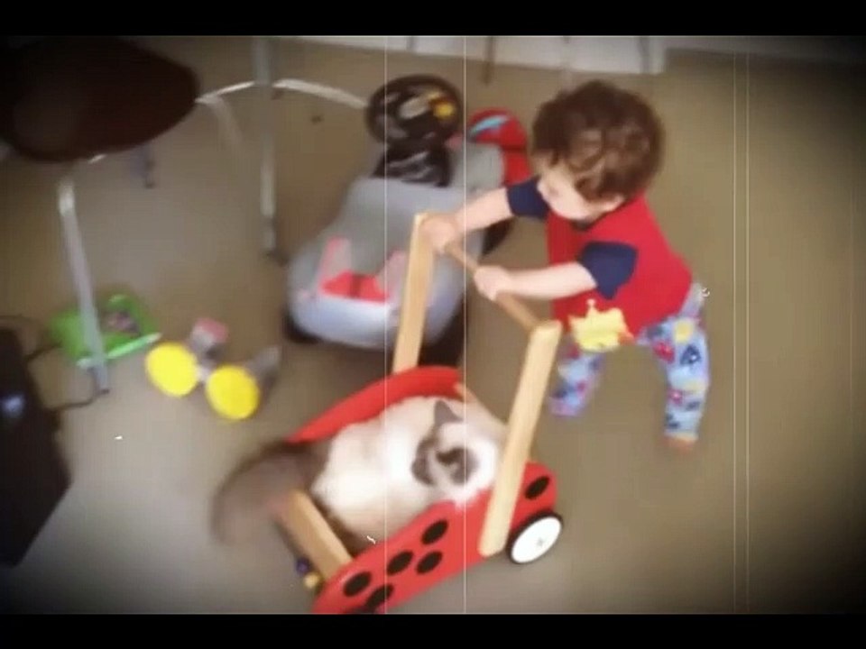 Cute Dogs Game 2016