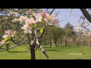 Amasya Bahar'da Bir Başka Güzel - Dört Mevsim - TRT Avaz