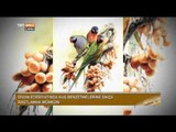 Kuşların Türk Kültür Tarihindeki Yolculuğu - Devrialem - TRT Avaz
