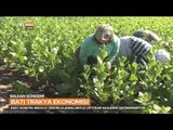 Batı Trakya Ekonomisinde Tütünün Önemi - Balkan Gündemi - TRT Avaz