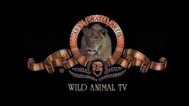 El león y la Hiena Ataques de Búfalo, Tigre matar Búfalos Lucha a Muerte, 15 más LOCA de los Animales Capturados En la Cámar