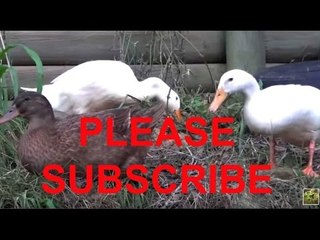 PLEASE SUBSCRIBE TO THIS AMAZING CHANNEL!!
