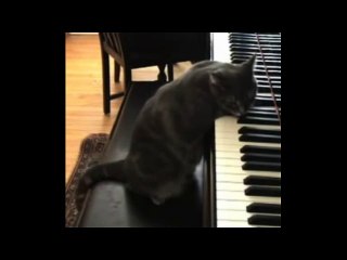 Cat Playing Piano Beautifully
