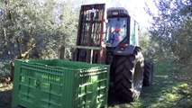 Alpes-de-Haute-Provence : La récolte des olives à huile a débuté