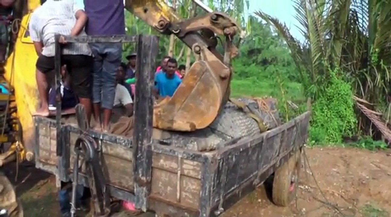 Un crocodile géant de près d'un tonne secouru et remis dans une rivière au Sri Lanka