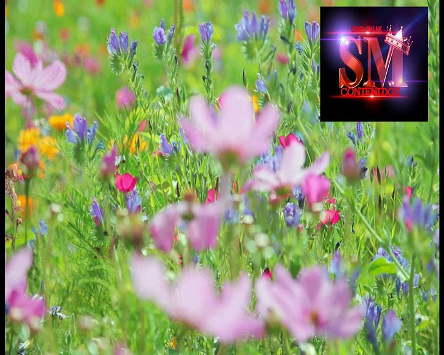 primavera en sm contenidos