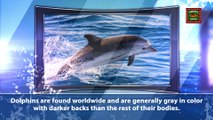 Dolphin Fun Facts Volume 1 | Clearwater Beach FL Dolphin Cruises | http://www.dolphinwatchingtourjohnspass.com