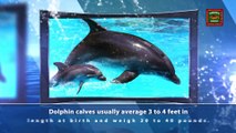 Dolphin Fun Facts Volume 4 | Madeira Beach FL Dolphin Cruises | http://www.dolphinwatchingtourjohnspass.com