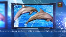 Dolphin Fun Facts Volume 5 | Dolphin Spotting Tours Johns Pass FL | http://www.dolphinwatchingtourjohnspass.com