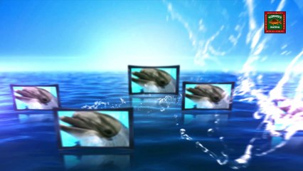 Dolphin Fun Facts Volume 6 | Tampa Bay FL Dolphin Watching Tours | http://www.dolphinwatchingtourjohnspass.com