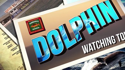 Dolphin Watching Cruise John's Pass Madeira Beach FL | http://www.dolphinwatchingtourjohnspass.com