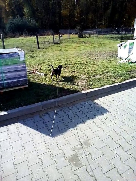 Pies Na Parkingu Lidla