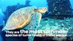 Scuba Diving Encounters: Turtle Time, Oahu Hawaii